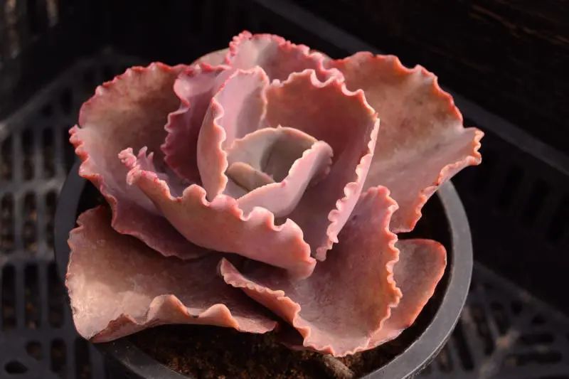 "阿里莱特"景天科拟石莲花属多肉植物,大型种,包菜系列品种