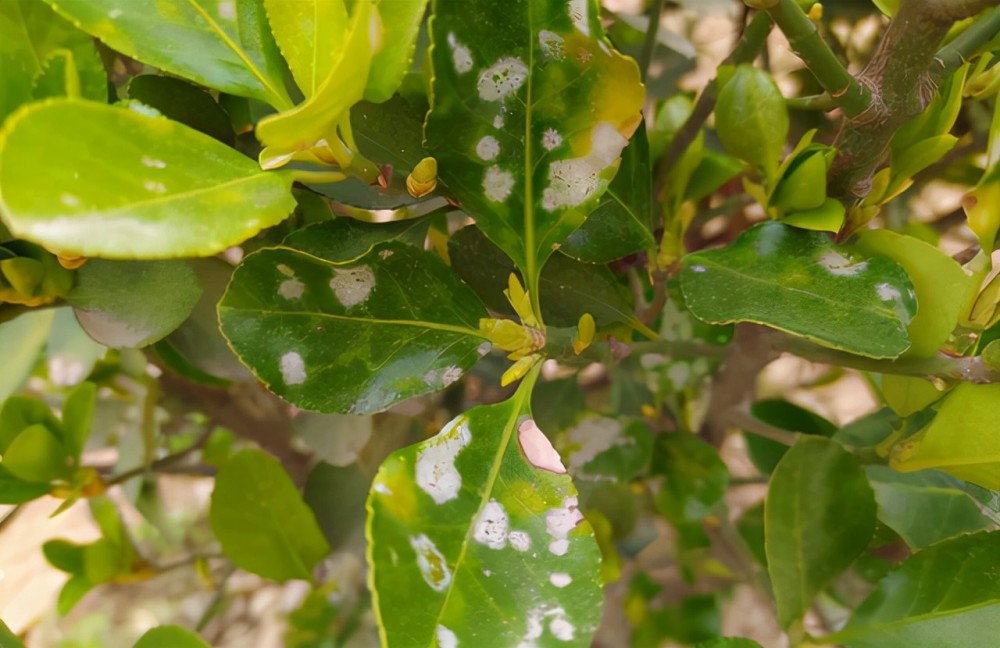 养黄杨树得时刻防3病2虫叶片才能油亮亮美观又健康