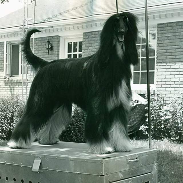 猎狗排行_世界猎犬十大排名,十大猎犬排行