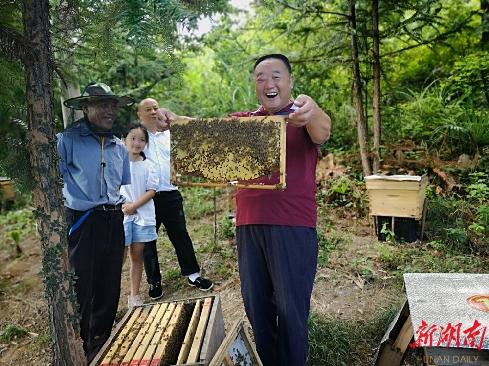 真过瘾养蜜蜂视频 养殖蜜蜂教程视频在线