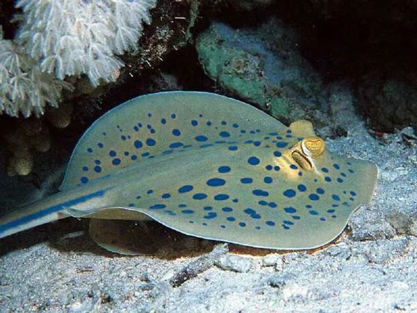 這些海洋魚類名字起得也太任性了