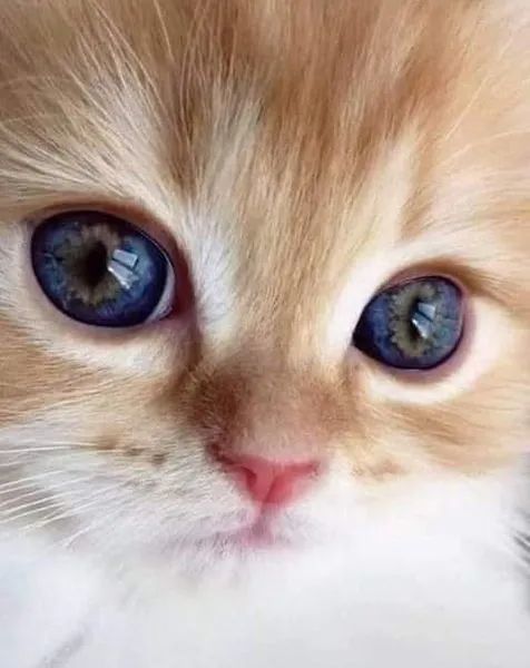 各种各样的猫眼睛你最喜欢哪一种