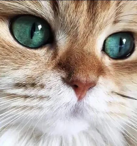 猫眼睛特写高清图片