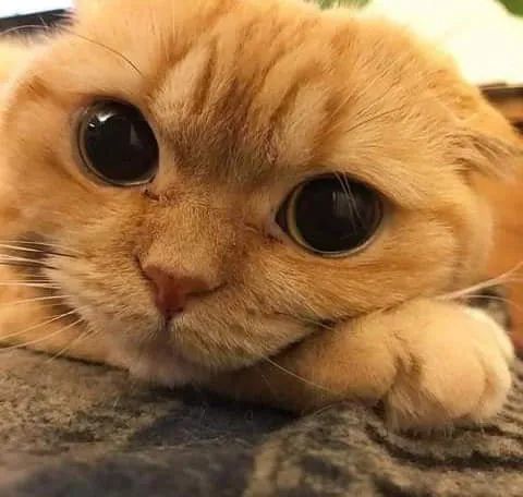 各种各样的猫眼睛你最喜欢哪一种