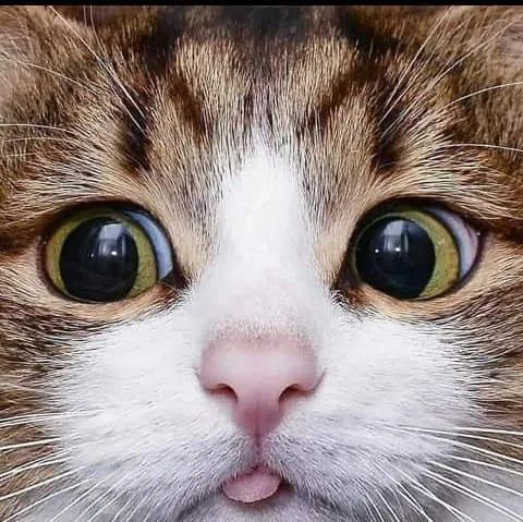 各种各样的猫眼睛你最喜欢哪一种