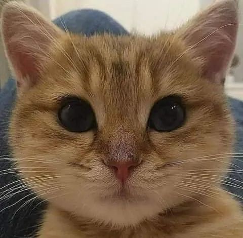 各种各样的猫眼睛,你最喜欢哪一种