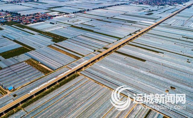 临猗县庙上乡万亩冬枣示范园冬枣进入销售旺季