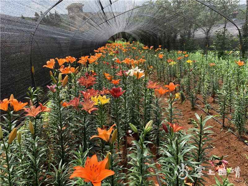 宣威热水镇:以花为媒做强美丽经济