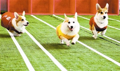 萌宠运动会宣传文明养犬