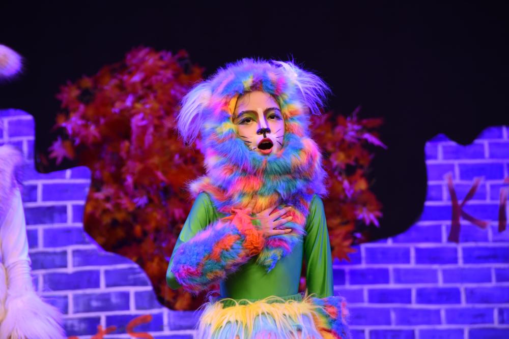 东莞文化惠民品牌艺之南一周年音乐剧寻梦的猫上演