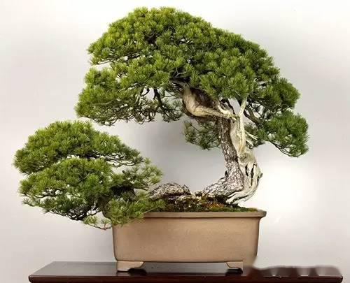 日本7棵天价盆景树传承百年几代人第七是原子弹幸存之树