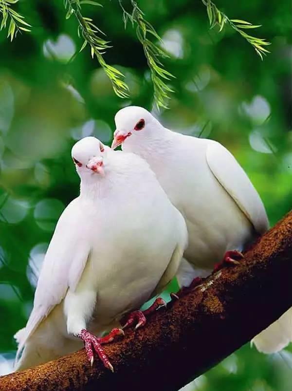 心理学:你觉得哪对爱情鸟更恩爱,测他是如何看待你们之间的感情?