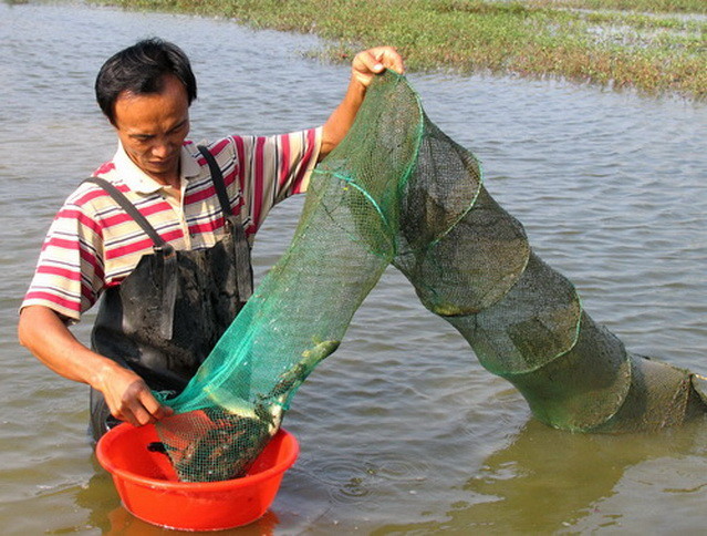 冤不冤?四川一农民在自家鱼塘捕鱼,犯"非法捕捞罪"被判刑3个月!