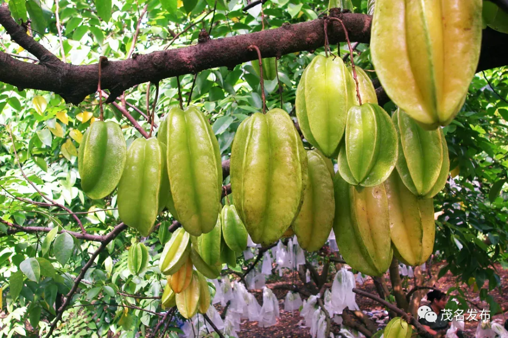 夏天的甜蜜,就藏在茂名这些水果里!