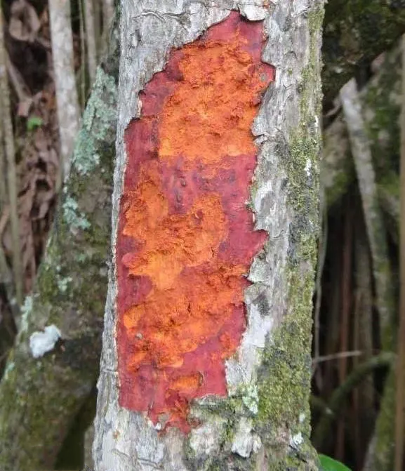 其实,红树林并非特指某一种植物,而是指以红树科植物为主的常绿灌木和