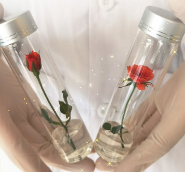 200支太空玫瑰跨越星空而来!网友:这就是航天人的浪漫呀!