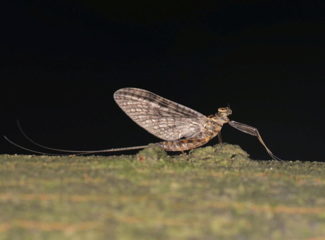 河南邓州惊现飞虫集聚,被传为"涨水蛾",它们的出现意味什么?