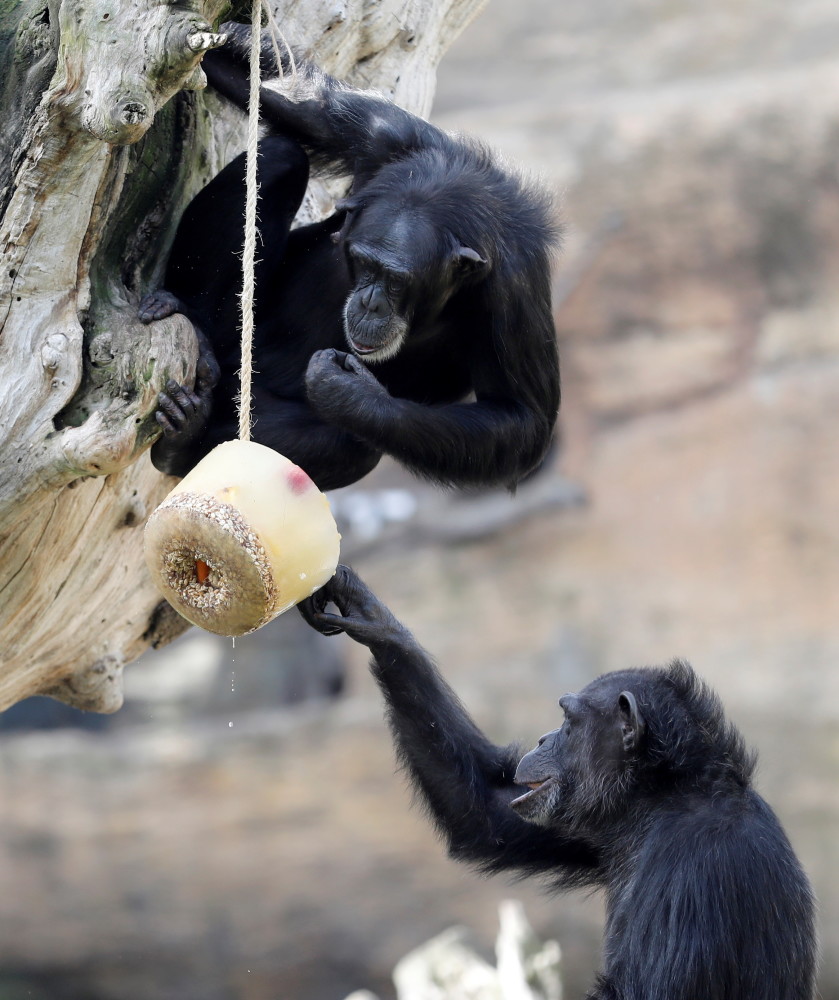 8月13日,在西班牙巴伦西亚生物园的黑猩猩在吃冰冻水果.