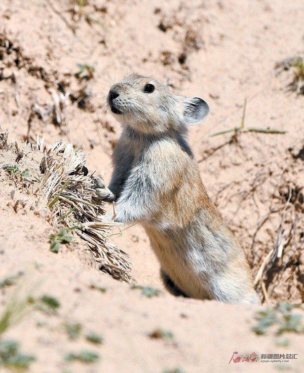 一只高原鼠兔从洞口探出身来,警惕地观察着周围的情况(7月30日摄).