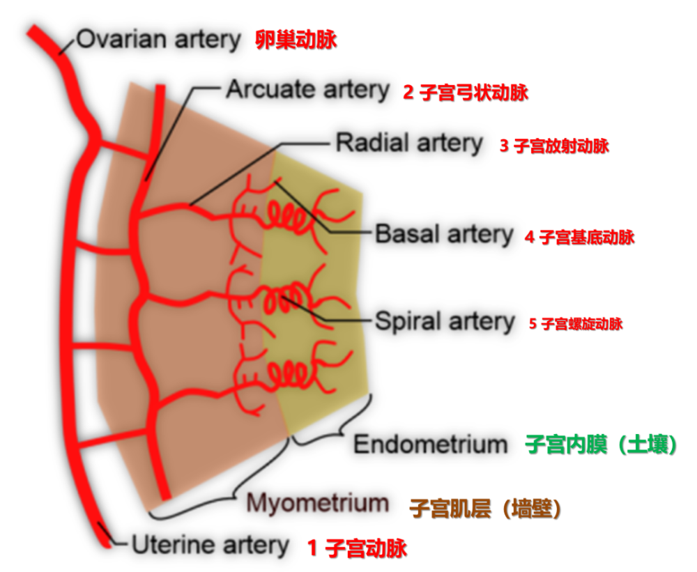 子宮螺旋動脈伸入子宮內膜的功能層,其管徑受卵巢激素水平的影響而