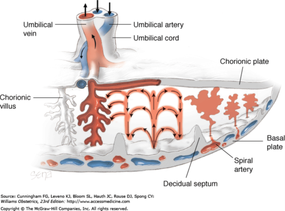 早孕期子宫动脉血流异常要紧吗?