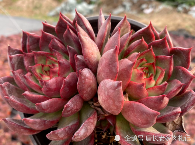 没有草原我们也可以有野马多肉野马东云冬天红起来特别的野