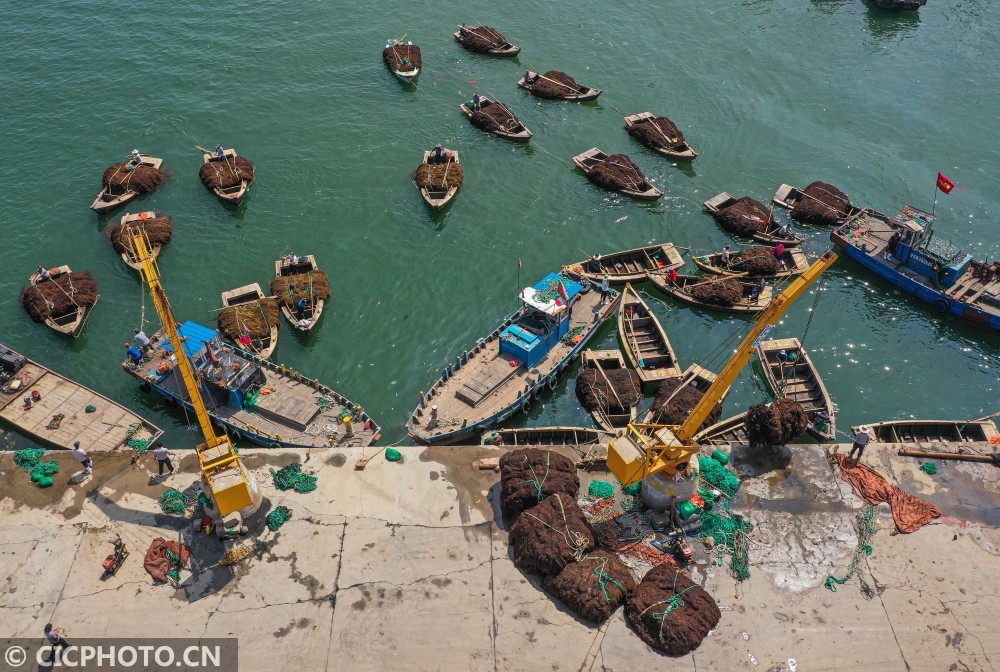 山东荣成海上收获致富菜舢舨