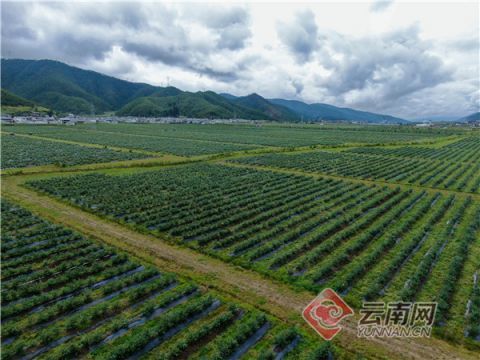 怒江通甸民族团结之花在产业园内盛放