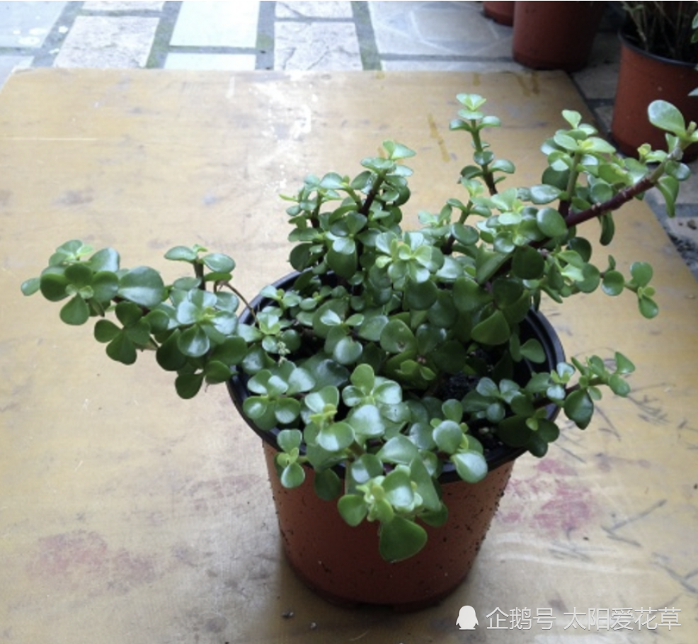 金枝玉叶植物怎么养(金枝玉叶怎么养 盆栽)