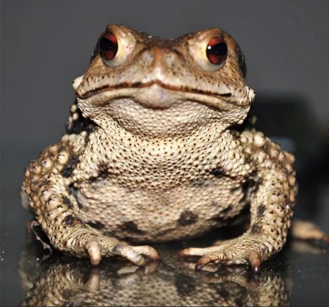 龙马潭两父子非法买卖1000余斤野生癞疙宝