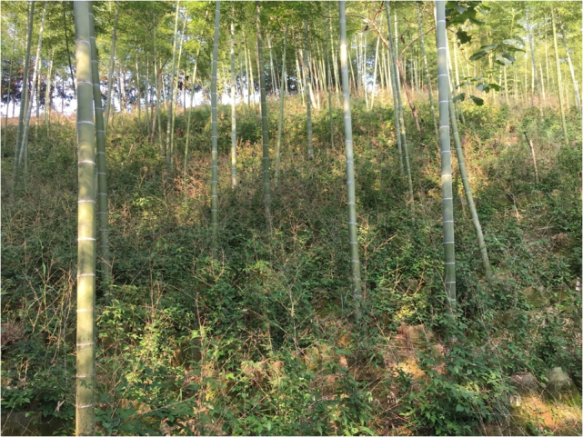 南方红豆杉种子催芽技术新探索：解锁植物生长密码