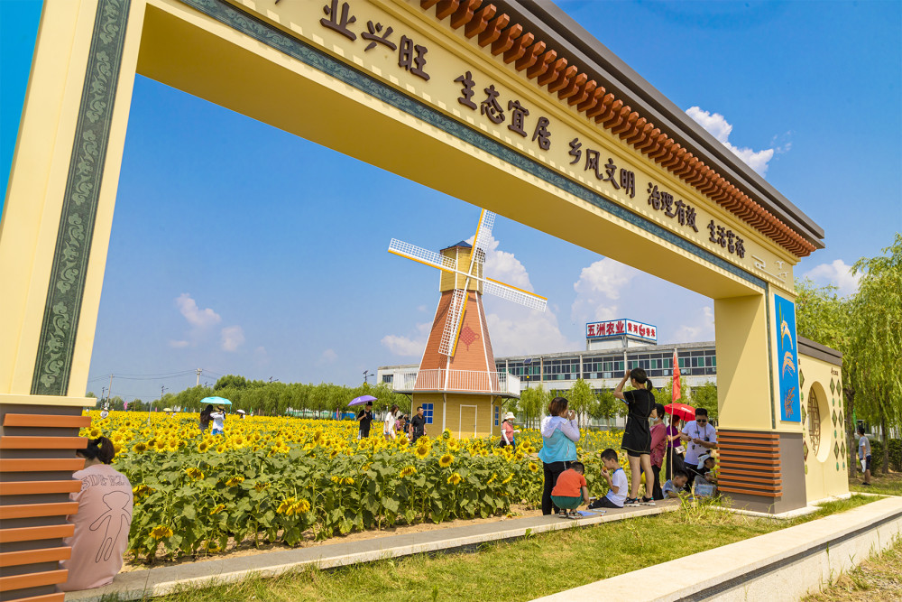 山东好景|五洲农业向日葵园成网红打卡地