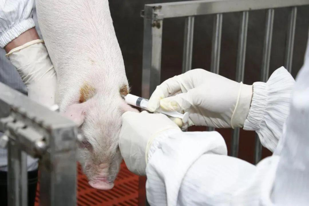 热点菲律宾970万头生猪将免费接种fw疫苗