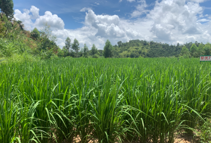 旱地里也能种稻子河源紫金推广种植旱稻400多亩亩产500公斤