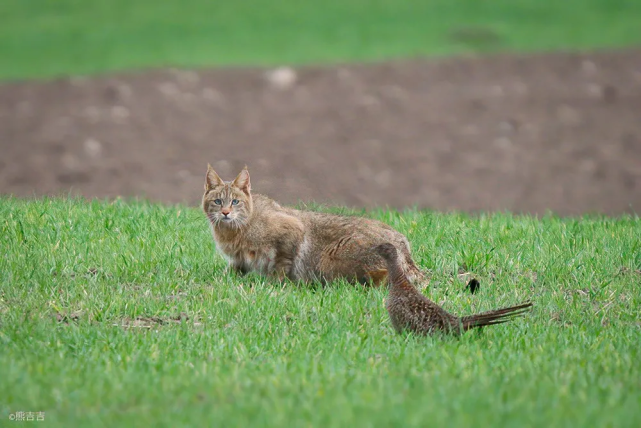 蹲守11天,这些个鼢鼠终于被抓了!