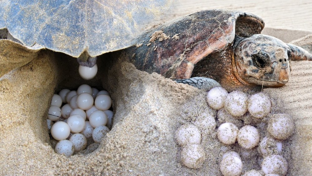 科学家并不知道许多乌龟物种寿命的真正上限,只能说这些动物寿命确实