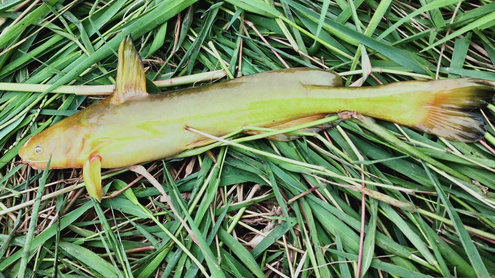 黄河下游水位创新低钓鱼的好季节来了牛尾巴鱼现身黄河滩