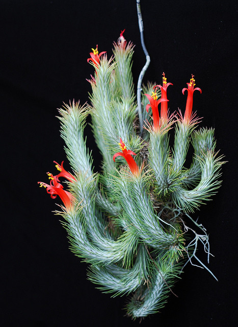 一半永昼一半永夜的超级地球格利泽581g的生命是如何生存的