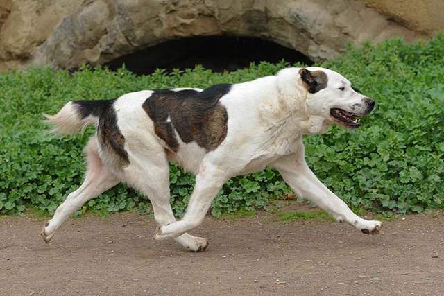 尋根問祖系列:中亞牧羊犬(central asian shepherd dog)