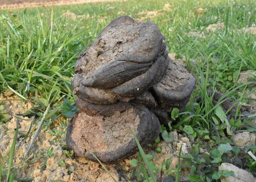 我们入过口的动物"粪便":您所不知道的粪便的神奇功效