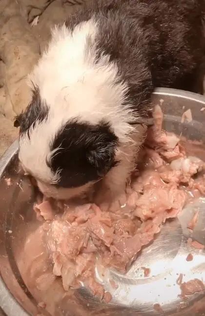 小奶狗吃肉跑进盆里狼吞虎咽一盆牛肉全被吃个精光