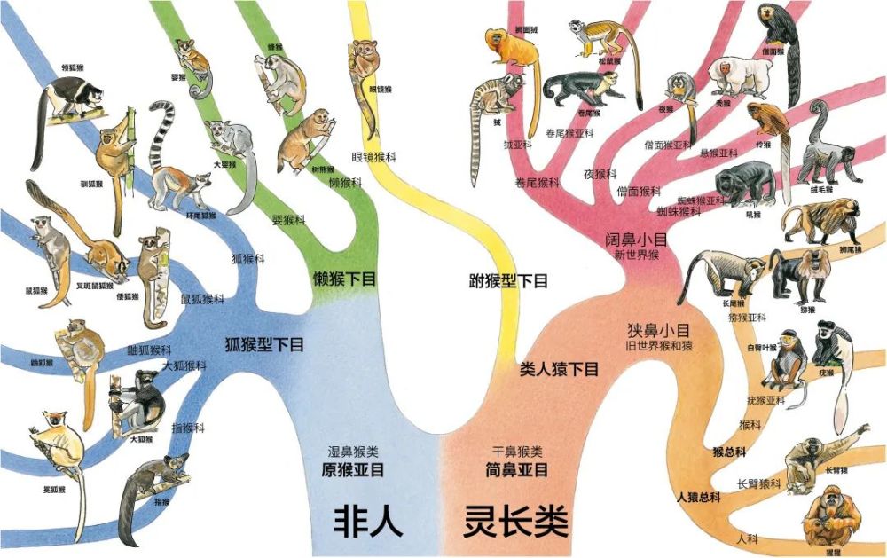 按照我们熟悉的分类方式,人类属于:动物界animalia