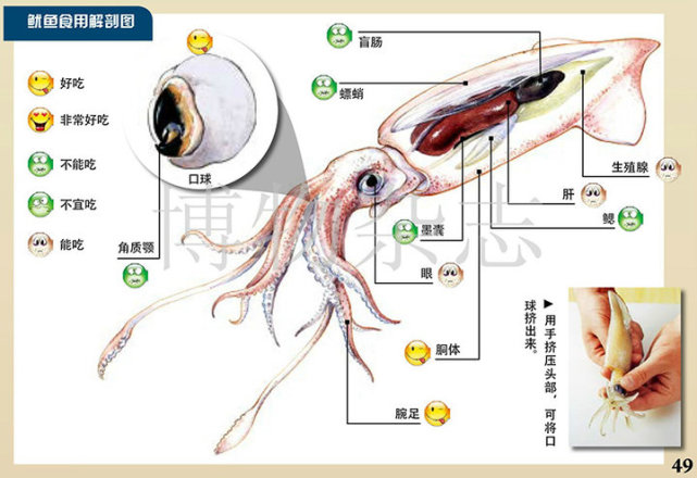 鱿鱼内脏图解 解剖图图片