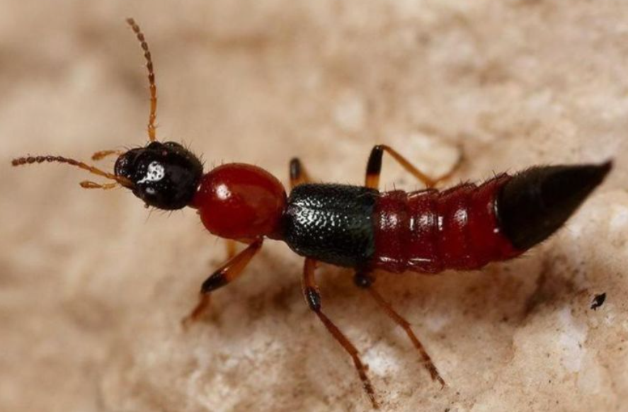 从外表来看,隐翅虫大小和蚂蚁差不多,体形细长,尾巴向上翘起,它的身体