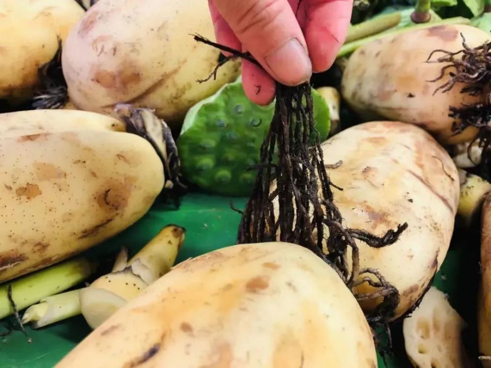 这是适合炖汤的老藕