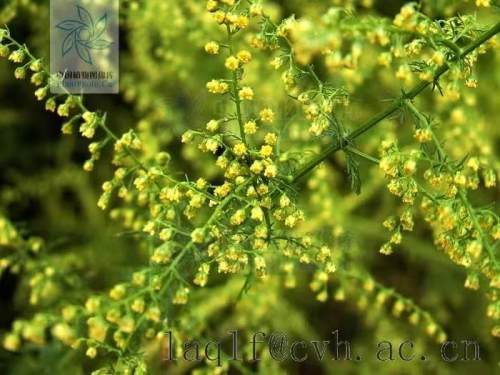 蒿草有哪些种类为什么会诱发过敏性鼻炎怎样预防蒿草过敏