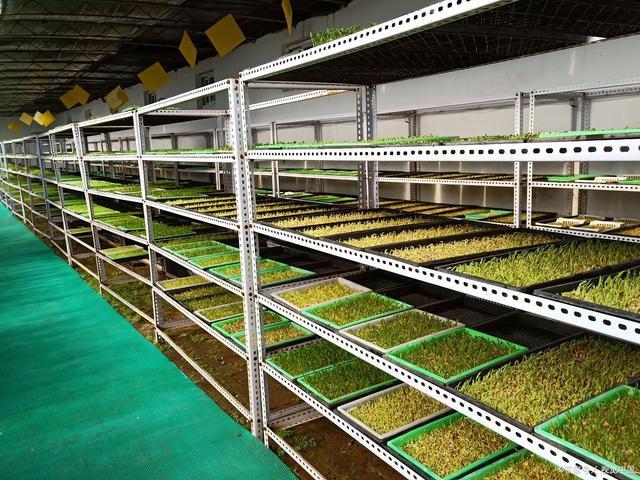 芽苗菜种植技术需要的设备?