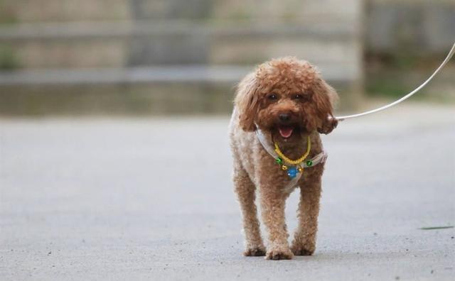 泰迪犬这些"坏习惯,其实是主人疼它的表现!