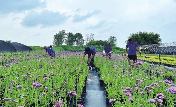 盆栽排行榜_广州“小娇”红掌荣获中国盆栽花卉最高奖“金花奖”