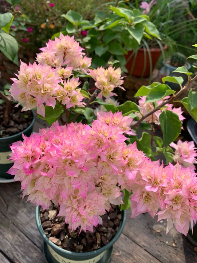 阳台党爱养的重瓣三角梅—怡锦,花团锦簇,花色美艳,三季有花看